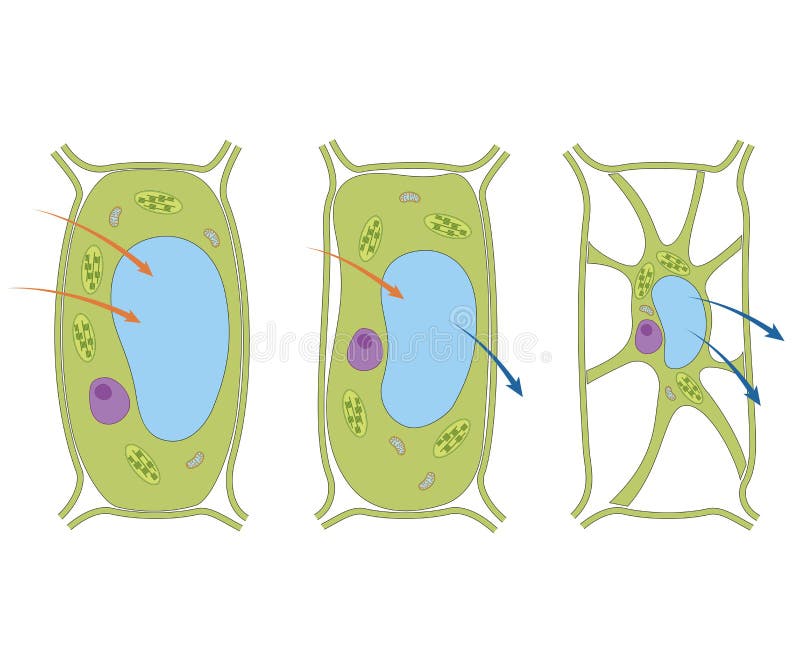 Tre fasi di osmosi nelle cellule vegetali. illustrazione di stock