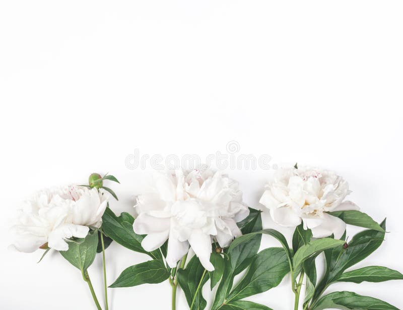 Tre fiori bianchi della peonia su fondo bianco Vista superiore Disposizione piana fotografia stock Tre fiori bianchi della peonia su fondo bianco Vista superiore Disposizione piana fotografia stock
