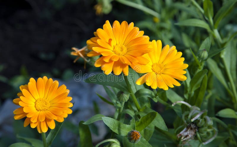 Tre fiori della calendula su fondo vago fotografie stock Tre fiori della calendula su fondo vago fotografie stock