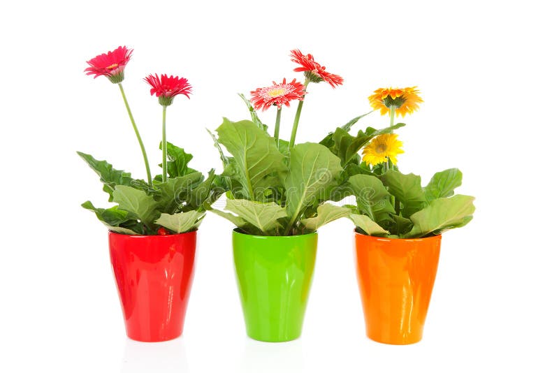 Tre fiori variopinti di Gerber in POT immagini stock libere da diritti Tre fiori variopinti di Gerber in POT immagini stock libere da diritti