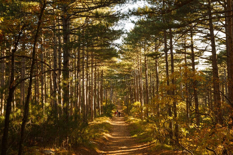 Tre fotvandrare går till och med en videbana i foto för nedgång för höstbergpinjeskog livligt gult Trekking sport och turism arkivfoto Tre fotvandrare går till och med en videbana i foto för nedgång för höstbergpinjeskog livligt gult Trekking sport och turism arkivfoto