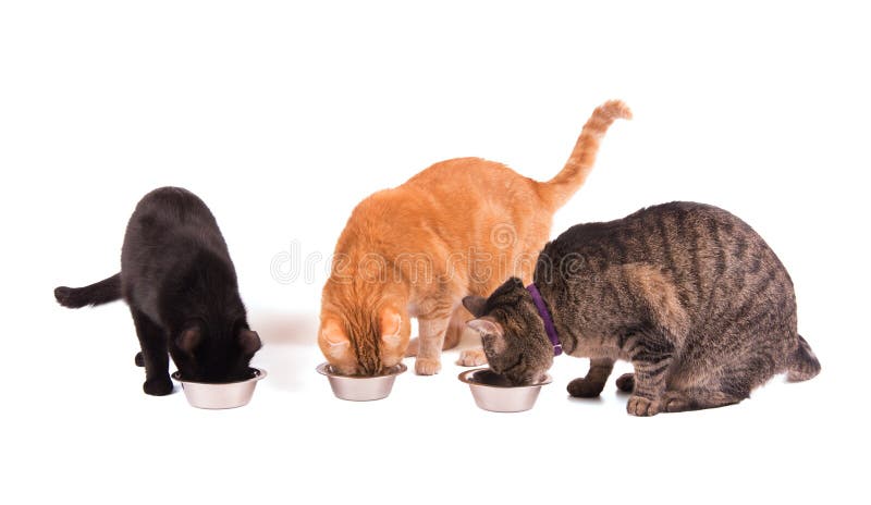 Tre gatti che mangiano alimento dalle loro ciotole fotografie stock libere da diritti Tre gatti che mangiano alimento dalle loro ciotole fotografie stock libere da diritti