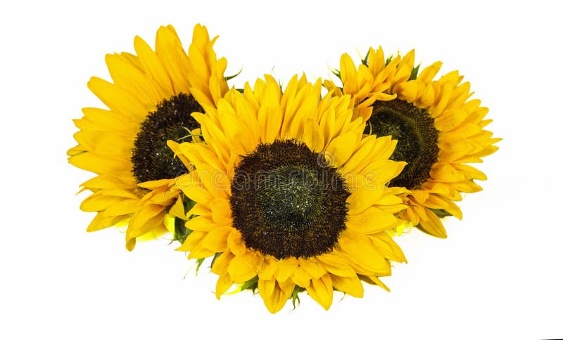 Tre grandi girasoli gialli isolati su fondo bianco Fine dell'estate e Autumn Flowers fotografia stock Tre grandi girasoli gialli isolati su fondo bianco Fine dell'estate e Autumn Flowers fotografia stock