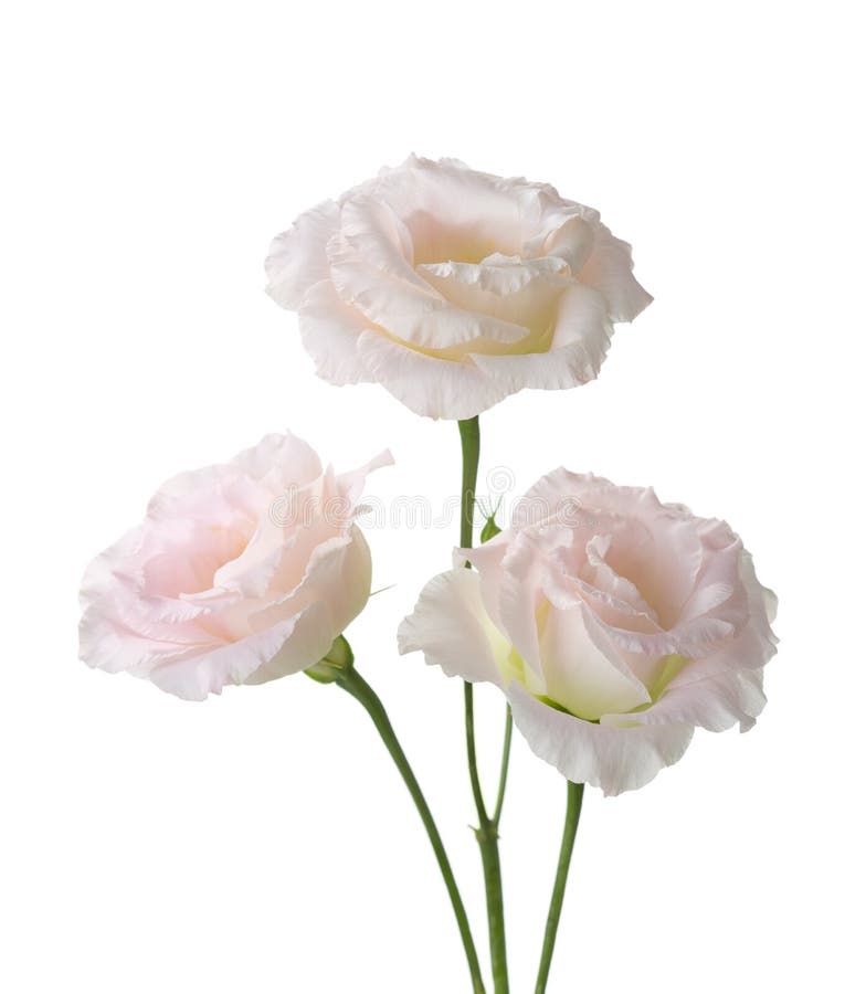 Tre gräns - rosa färgblommor royaltyfri foto Tre gräns - rosa färgblommor royaltyfri foto