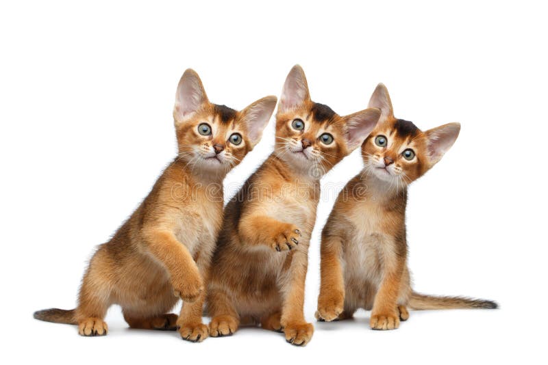 Tre gullig Abyssinian Kitten Sitting på isolerad vit bakgrund fotografering för bildbyråer Tre gullig Abyssinian Kitten Sitting på isolerad vit bakgrund fotografering för bildbyråer