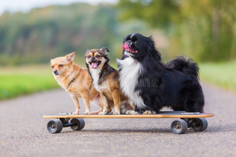 Tre gulliga lilla hundkapplöpning som sitter på en skateboard fotografering för bildbyråer Tre gulliga lilla hundkapplöpning som sitter på en skateboard fotografering för bildbyråer