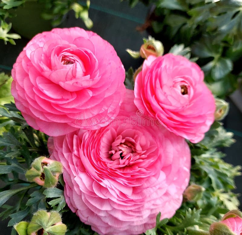 Tre knoppar av Ranunculus blomningsgren fotografering för bildbyråer