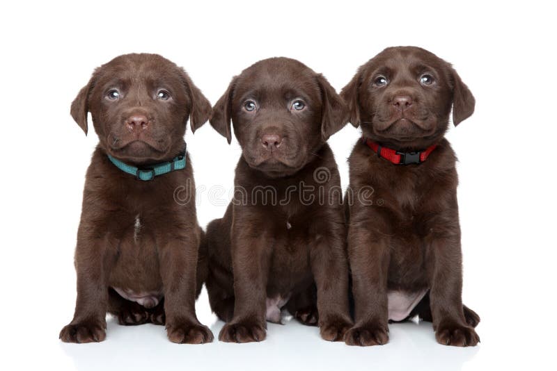 Tre labradorvalpar royaltyfri foto Tre labradorvalpar royaltyfri foto