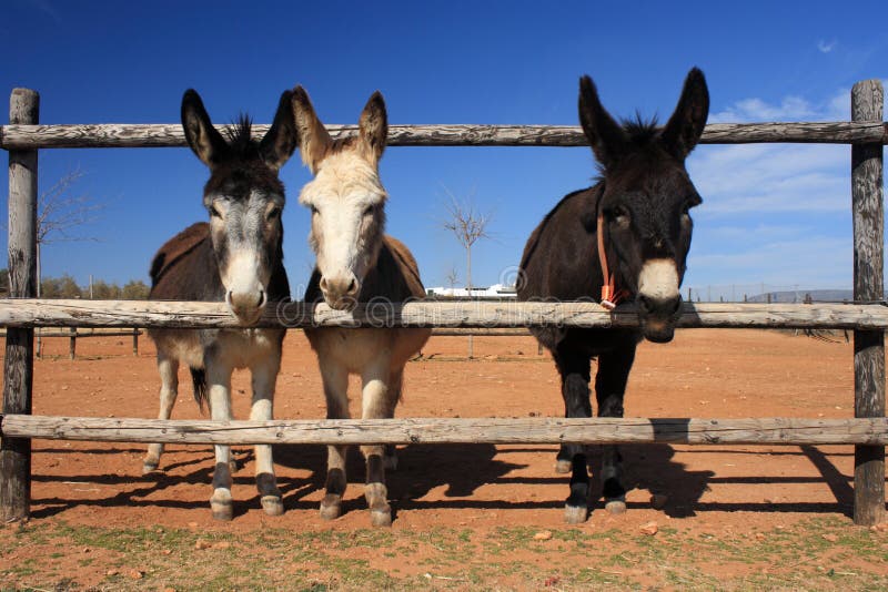 Three miniature donkeys behind fence on ranch. Three miniature donkeys behind fence on ranch