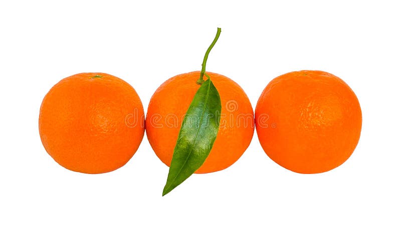 Tre mogna orange mandariner med det isolerade gröna bladet i rad arkivfoton Tre mogna orange mandariner med det isolerade gröna bladet i rad arkivfoton