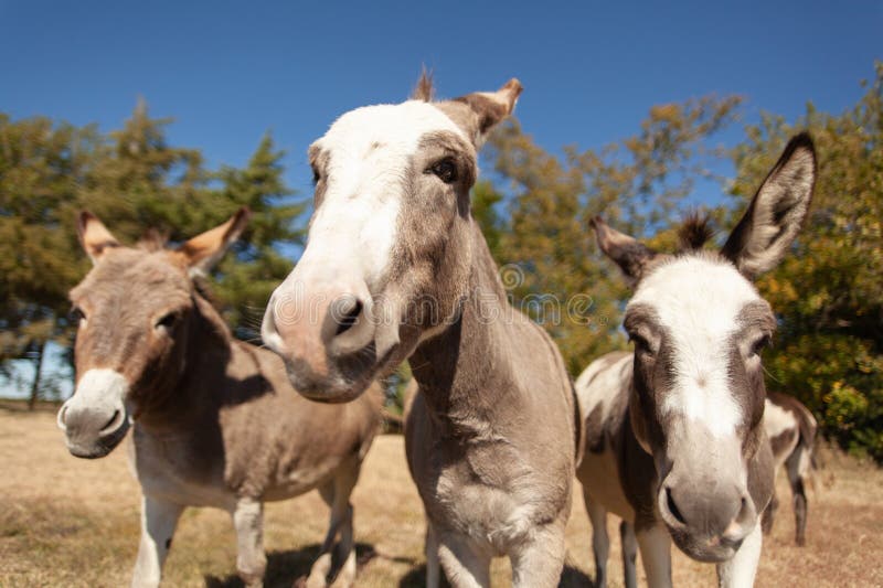 Close-up of three curious donkeys in a sunny day outdoor setting. Close-up of three curious donkeys in a sunny day outdoor setting.