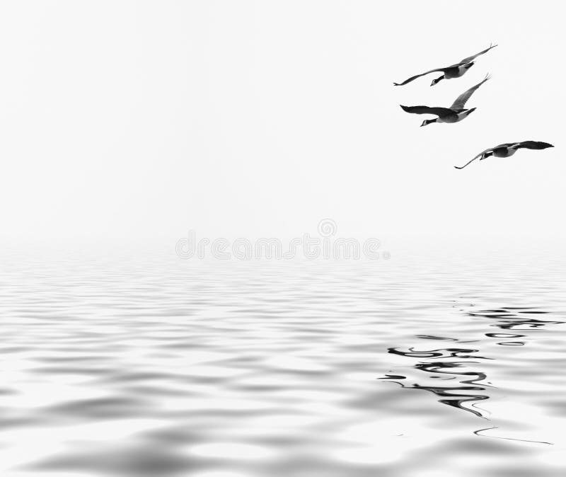 Tre oche canadesi fotografia stock