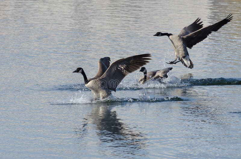 Tre oche canadesi che atterrano su un lago invernale immagine stock libera da diritti