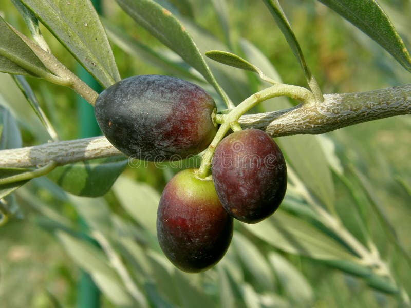 Tre olive nere dal Croatia - la Dalmazia