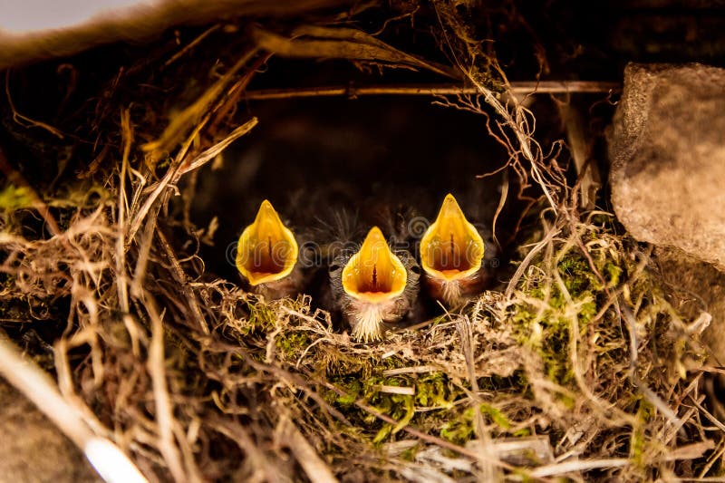 Tre piccoli becchi che gridano nel nido