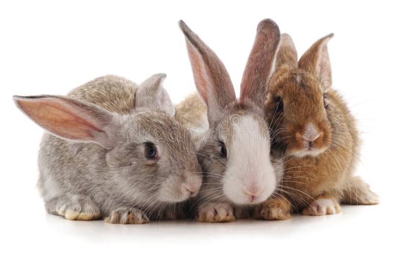 Tre piccoli conigli immagini stock libere da diritti Tre piccoli conigli immagini stock libere da diritti