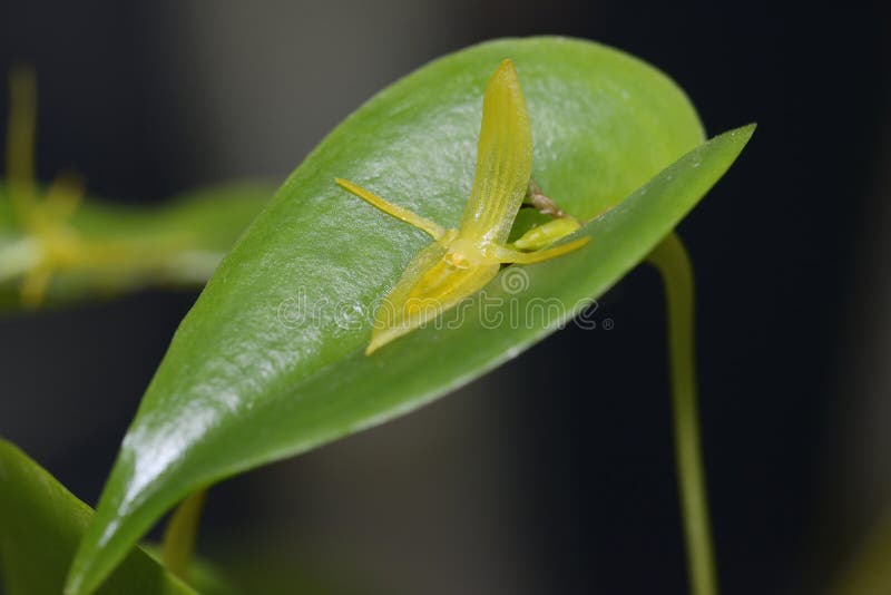 Tre Pleurothallis dentato immagine stock libera da diritti Tre Pleurothallis dentato immagine stock libera da diritti