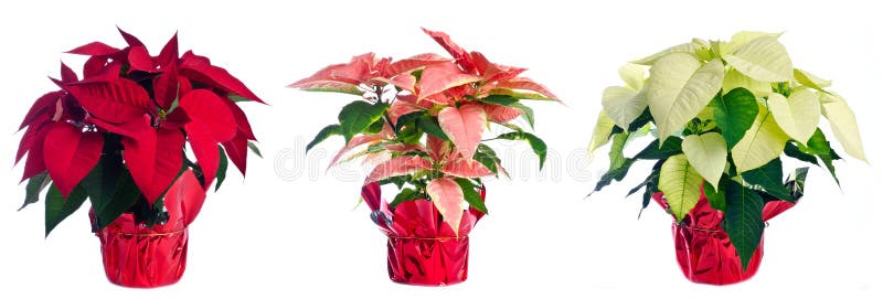 A row of pots with red, pink and white poinsettia isolated on white. A row of pots with red, pink and white poinsettia isolated on white.