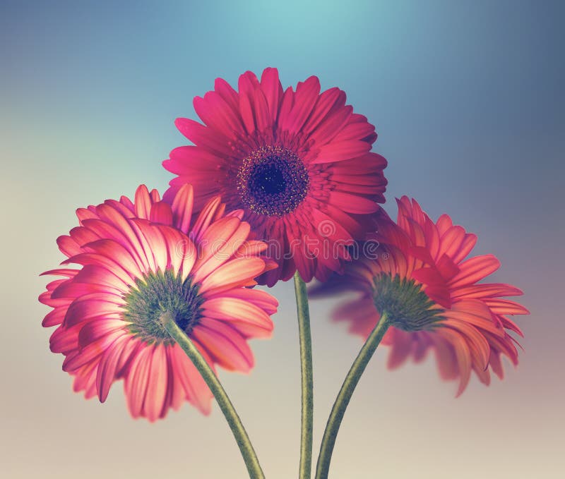 Three red gerbera flowers on light blue background. Three red gerbera flowers on light blue background