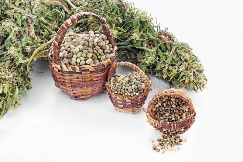 Tre sorter av hampafrö royaltyfri bild Tre sorter av hampafrö royaltyfri bild