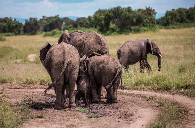 Tre stora elefanter badar en liten elefant i en puddle arkivbilder Tre stora elefanter badar en liten elefant i en puddle arkivbilder