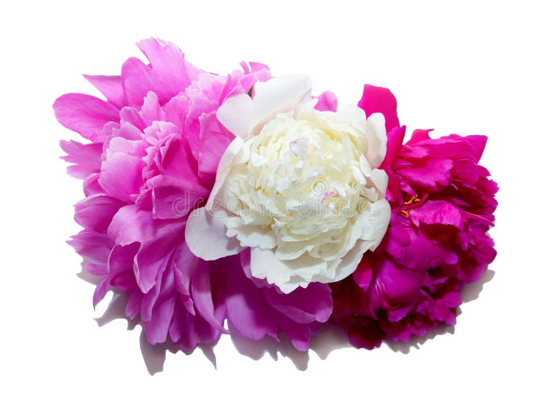 Tre stora rosa vita röda pioner isolerar vit bakgrund arkivfoto Tre stora rosa vita röda pioner isolerar vit bakgrund arkivfoto