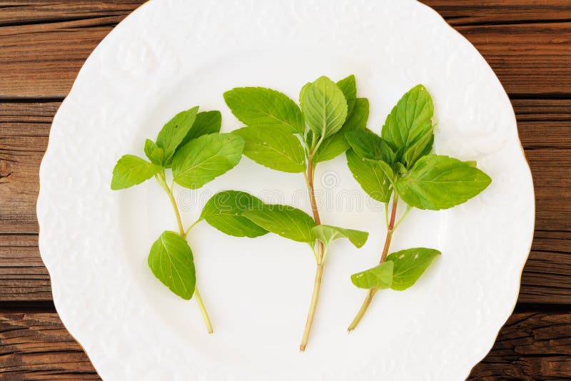 Tre tiri della menta selvaggia fresca sul piatto bianco sul backgro di legno immagine stock libera da diritti Tre tiri della menta selvaggia fresca sul piatto bianco sul backgro di legno immagine stock libera da diritti