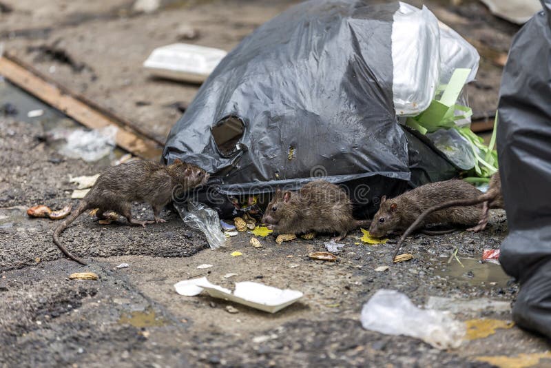 Tre topi sporchi mangiano i detriti accanto a ogni altro