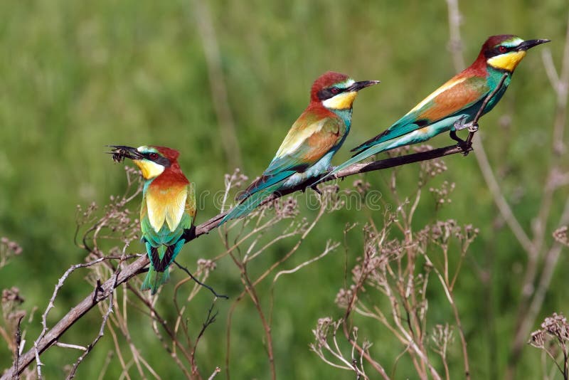 Tre uccelli di bee-eater