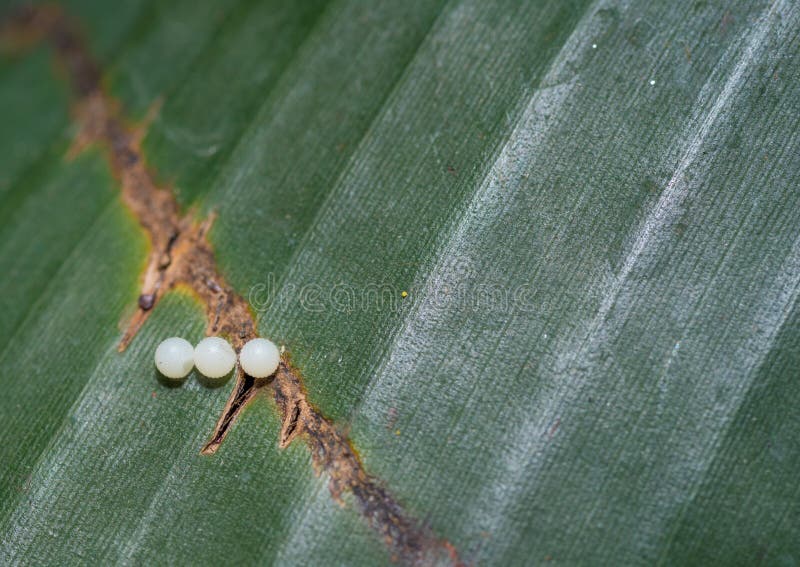 Three small Monarch butterfly eggs on a leaf. Three small Monarch butterfly eggs on a leaf