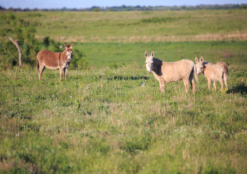 Three alert donkeys in a field in Kansas. Three alert donkeys in a field in Kansas.