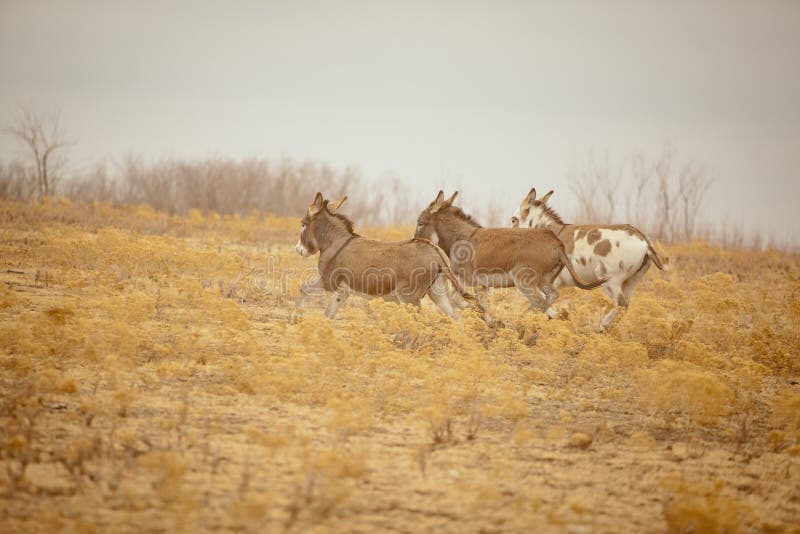 Three donkeys run in a field in the wintertime. Three donkeys run in a field in the wintertime