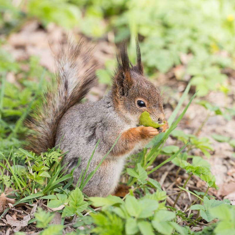 A treat for the kid stock photography