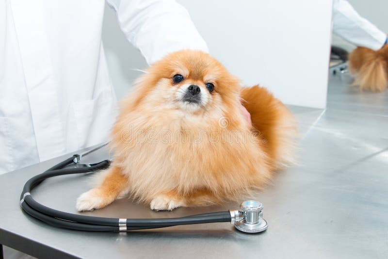 Treatment of Animals in a Veterinary Clinic. Little Dog on Reception at Veterinary Doctor . Stock Image - Image of care, sick: 184490331 Treatment of Animals in a Veterinary Clinic. Little Dog on Reception at Veterinary Doctor . Stock Image - Image of care, sick: 184490331