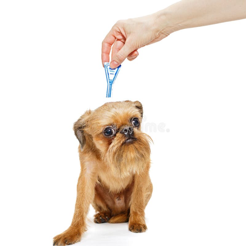 Treatment of Dogs for Fleas and Ticks Stock Image - Image of small ...