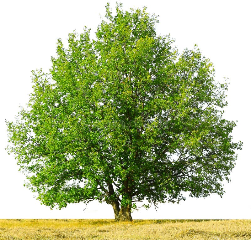 oak ridge tn fourth of july 2025