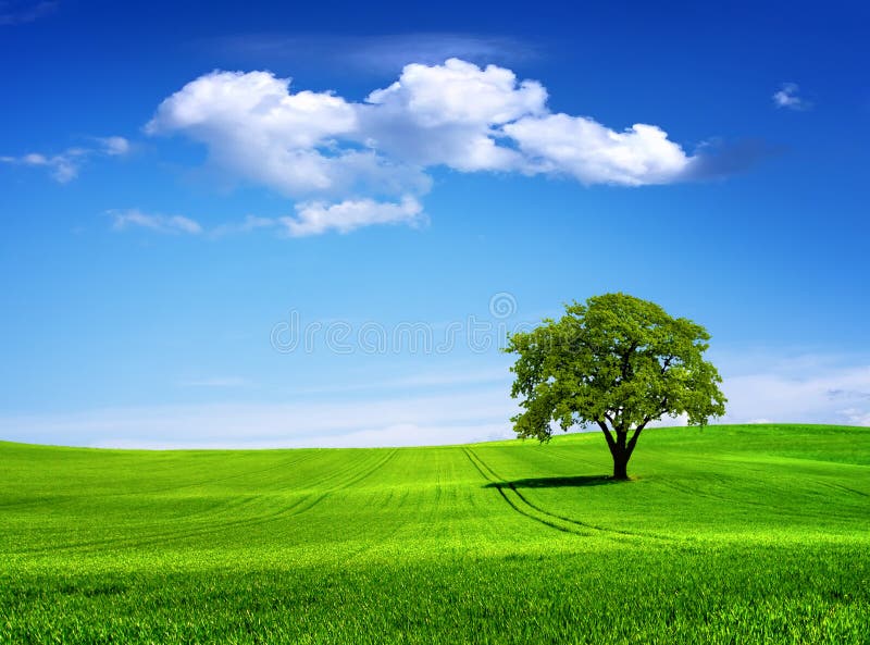 Tree royalty free stock photography