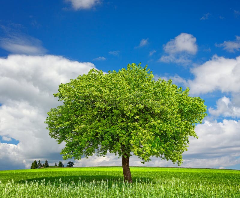 Beech tree stock photo. Image of nature, alone, green - 2774348