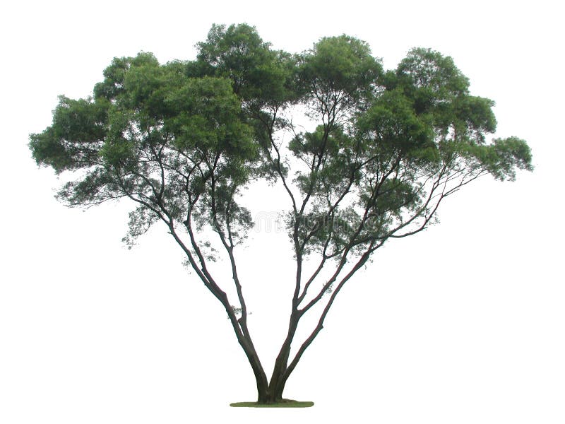 tree tree