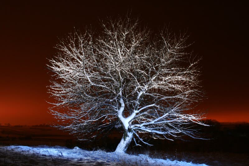 Snow-covered tree night open air. Darkness illusion stock images, royalty-free photos and pictures