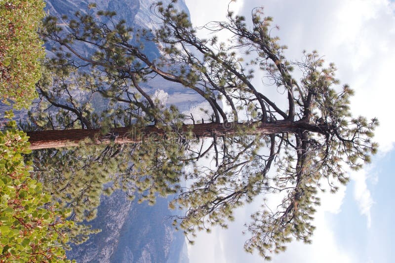 Trees Woodburn Oregon stock image. Image of trees, field 849745