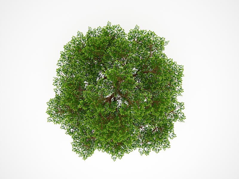 Tree from above isolated stock illustration Illustration 