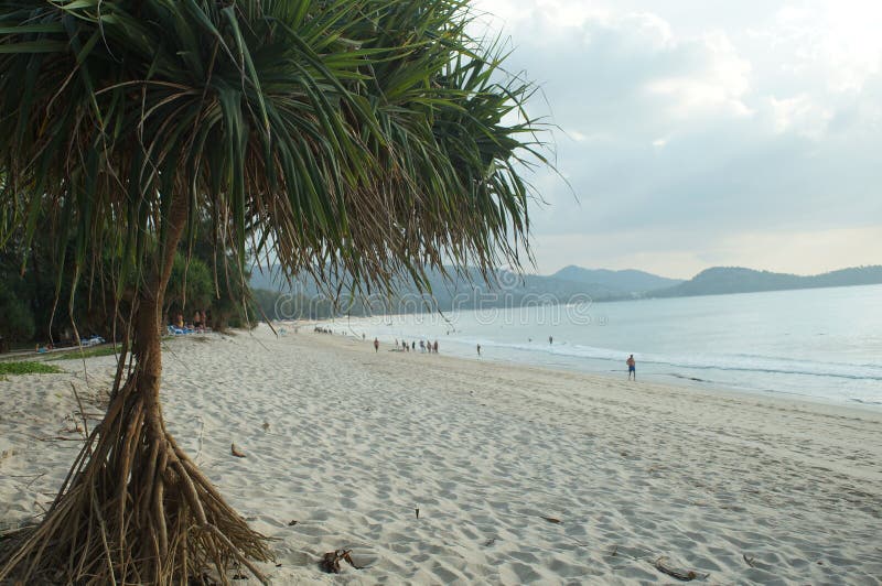 Tree with Aerial Roots Growing, Sand Beach by the Sea Stock Image Image of beach, flower 84808039