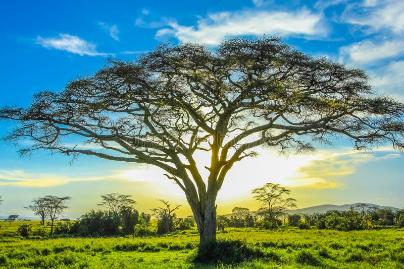 Serengeti landscape