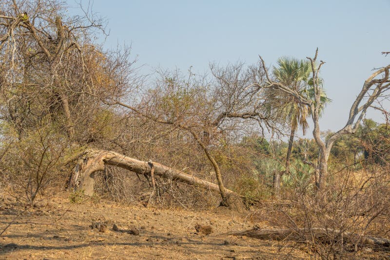 398 Elephant Damage Stock Photos - Free & Royalty-Free Stock Photos ...