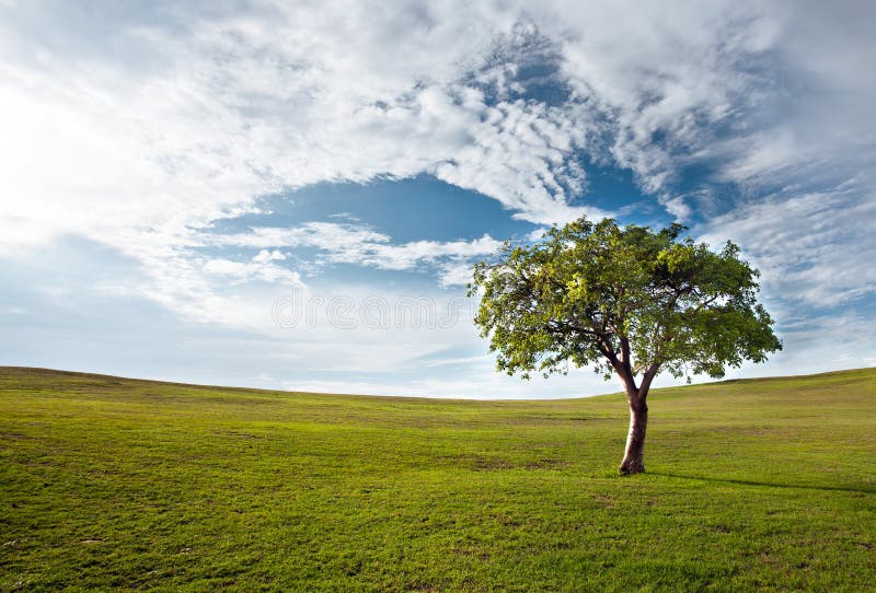 Tree against the blue sky royalty free stock photography