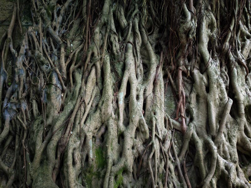 Tree air root close up