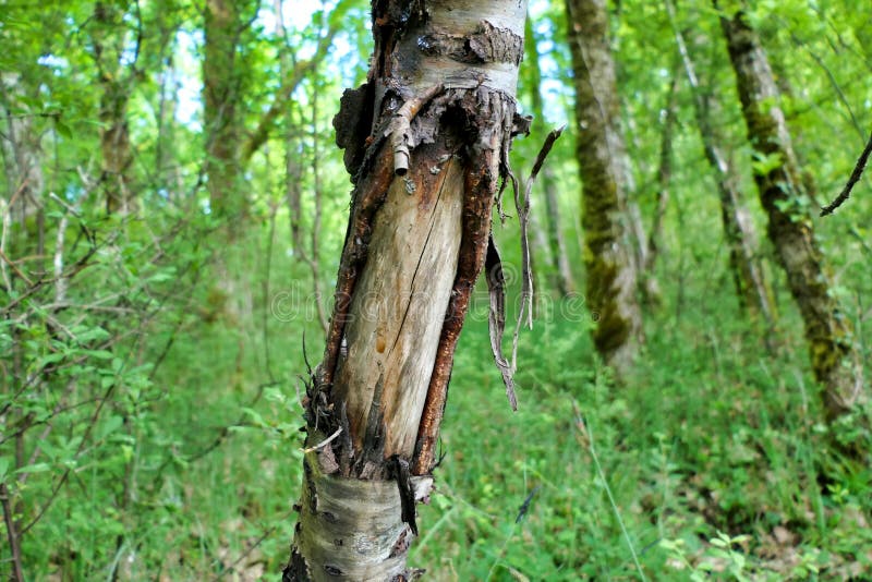 Tree alongside a deer path with its bark removed by deer rubbing their antlers on it royalty free stock photography