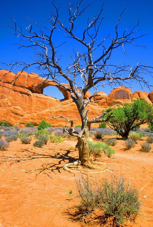 Download Tree and Arch stock image. Image of nature, saturation, rocky - 20197