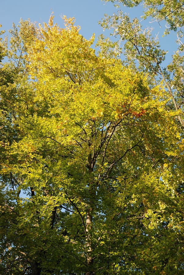 Tree in autumn colours stock image. Image of flora, seasonal - 17987235